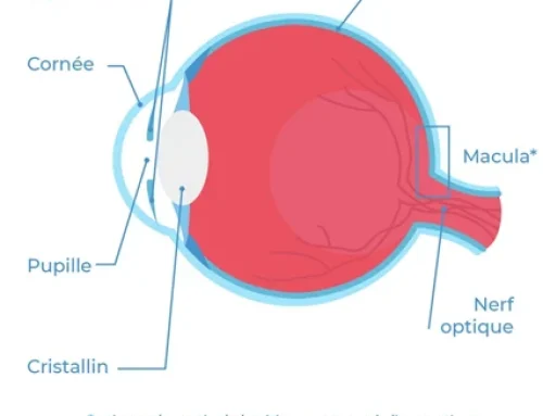 Tout savoir sur la DMLA